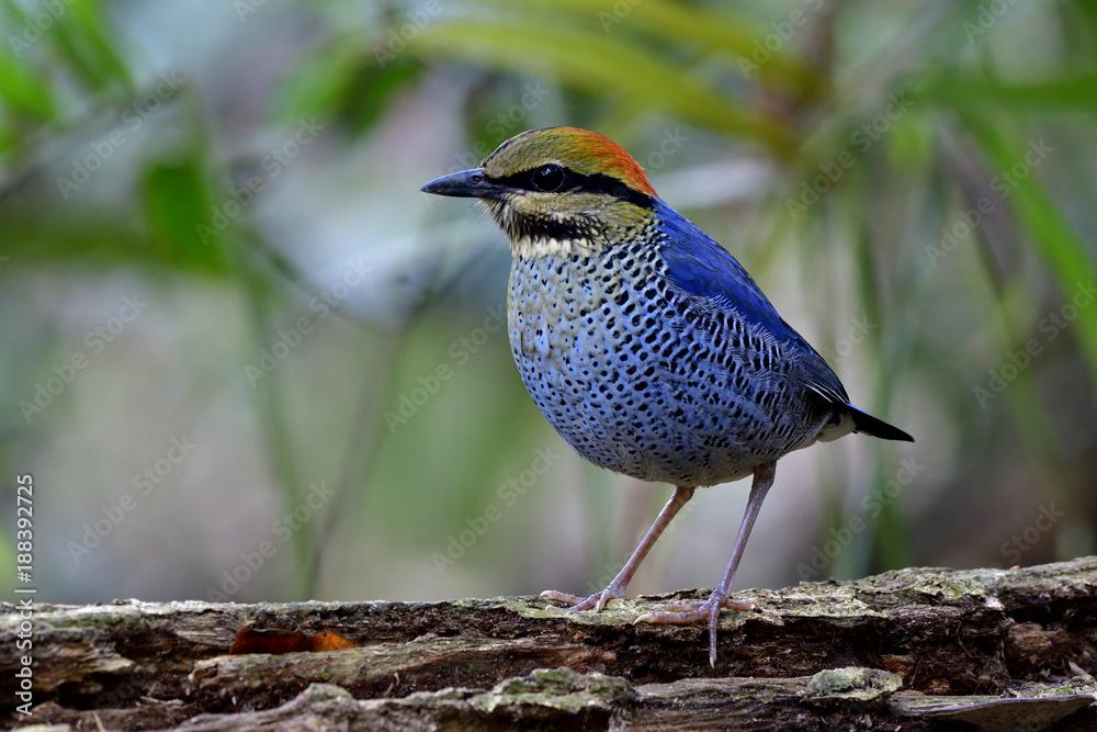 Blue Pitta（Hydrornis cyaneus）雄性美丽的蓝鸟，黄色和红色的头栖息在原木上