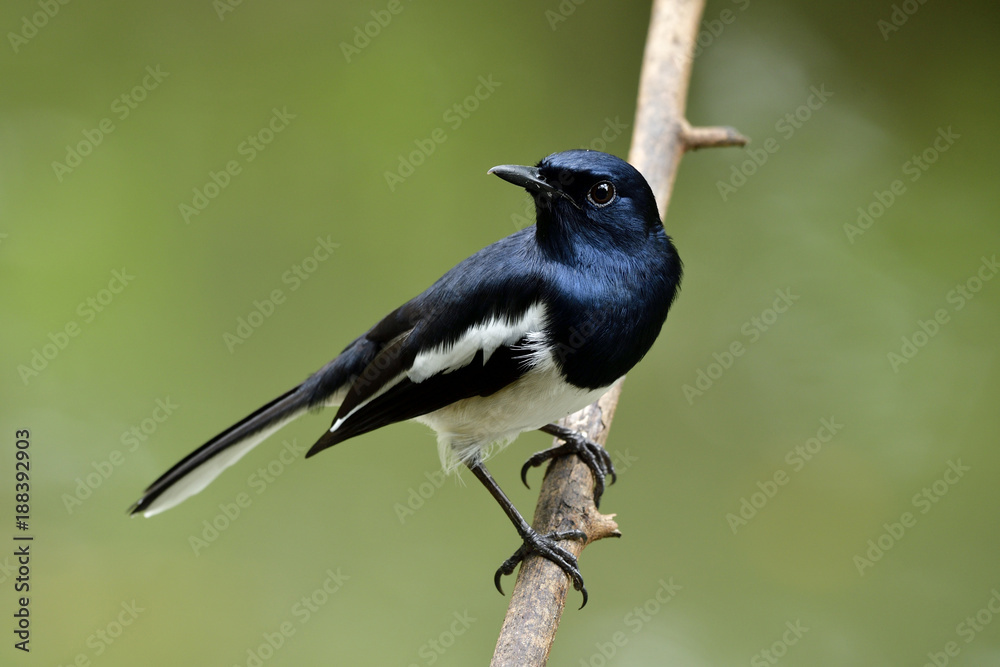 东方喜鹊知更鸟（Copsychus sauraris）雄性，美丽的黑白相间，长尾鸟per