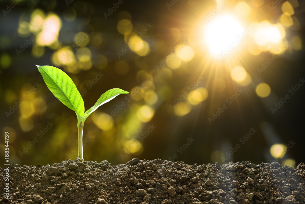 Young plant in the morning light on nature background