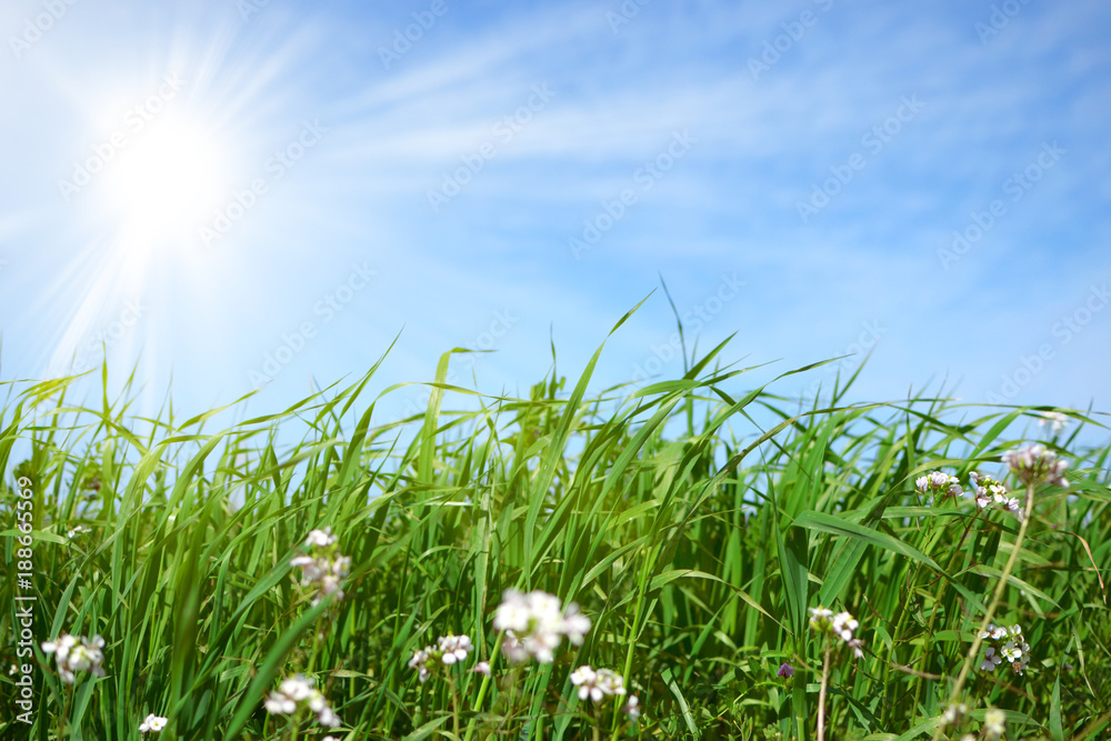 Erba verde con cielo azzurro e sole splendente