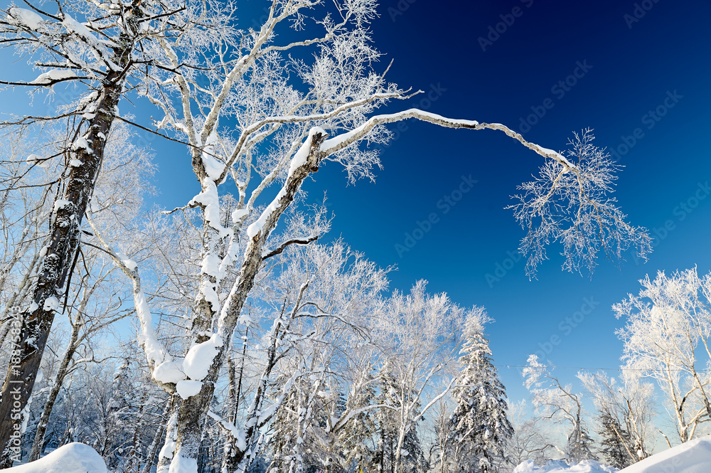 The soft rime and snow scenic of Chinas Snow Town.