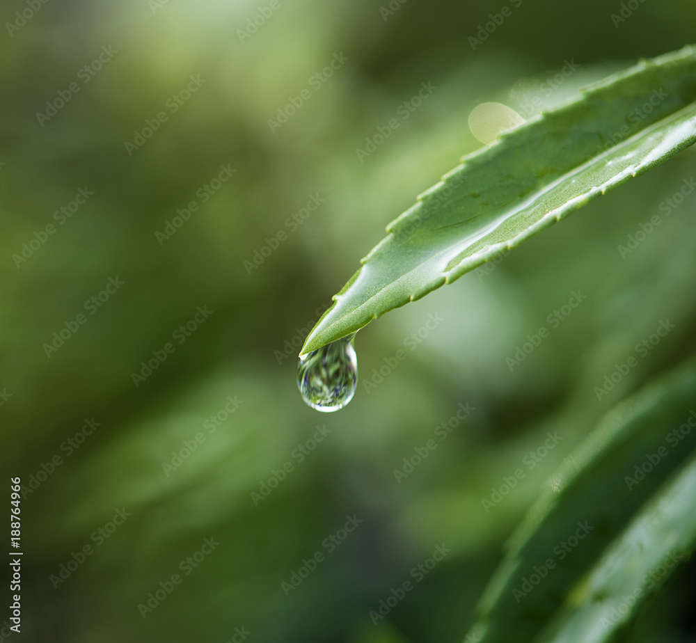 树叶上水滴的特写