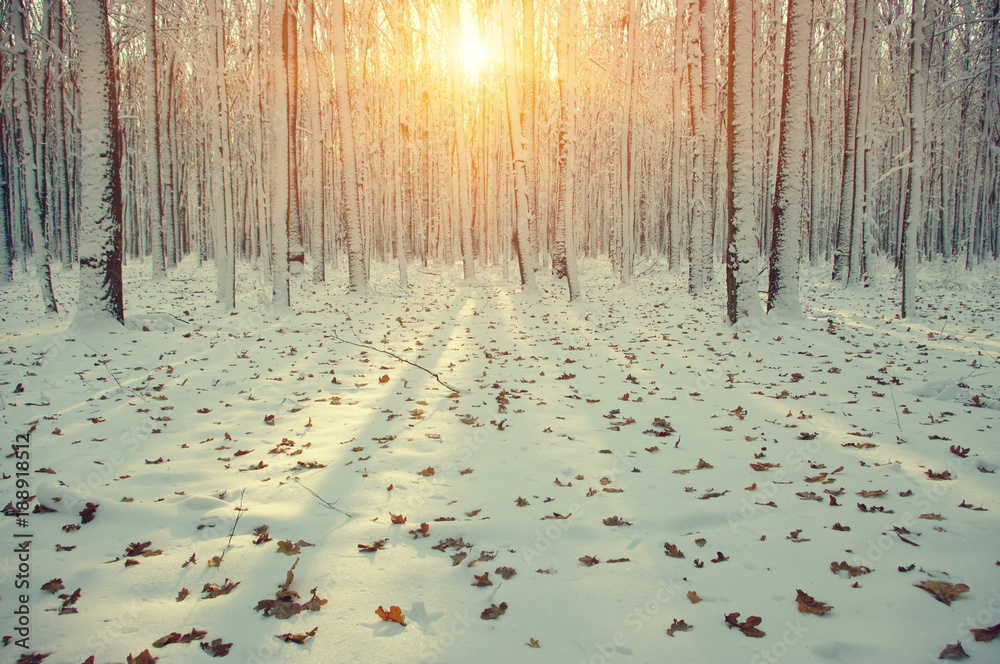  Winter forest  in snow