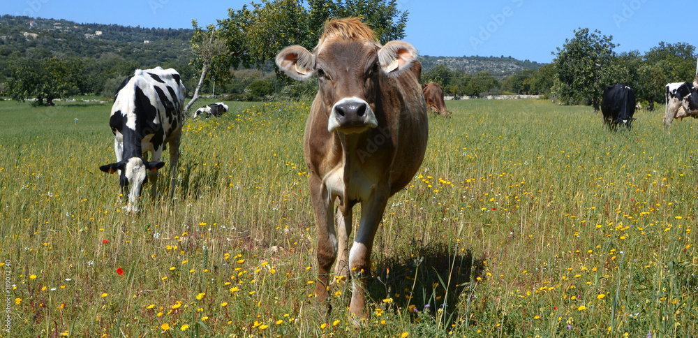 Mucche che pascolano felice nel campo di erba verde 