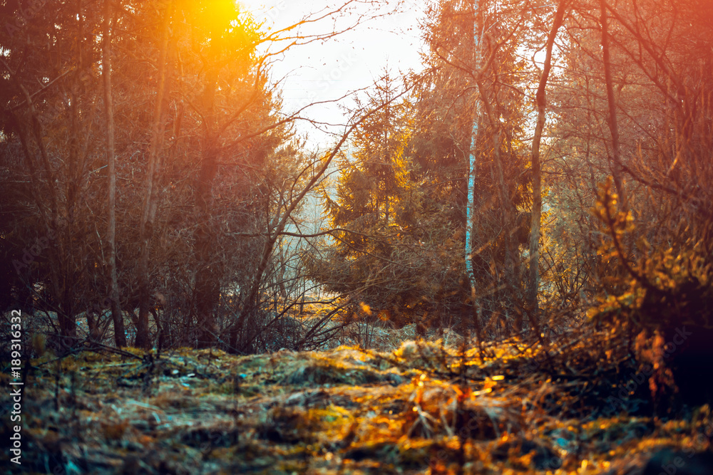 European mixed forest during sunset