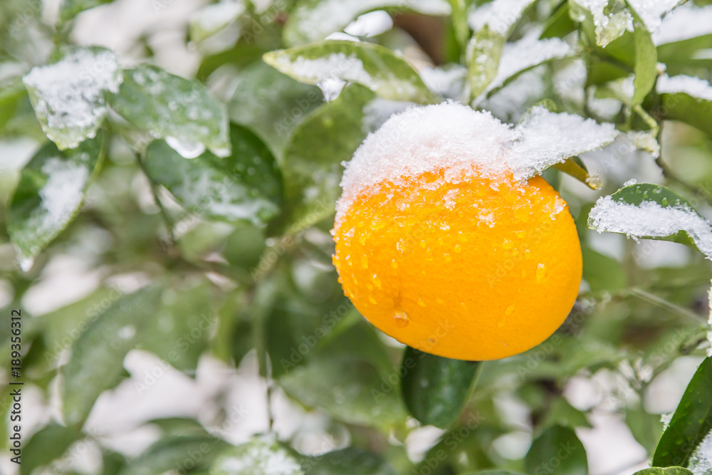 雪の積もったみかん