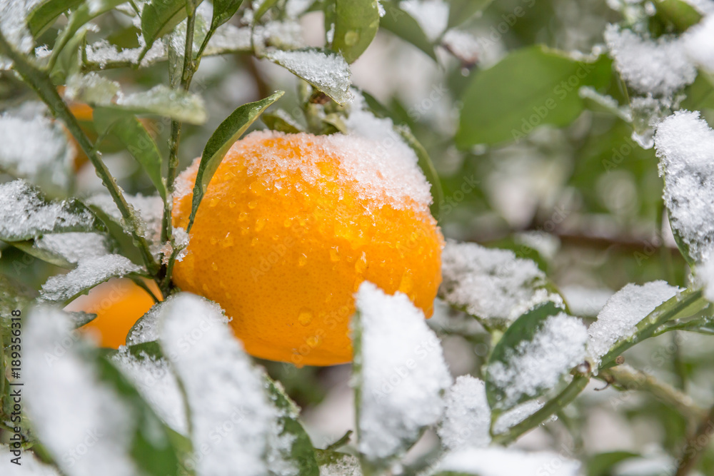 雪の積もったみかん