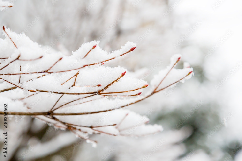 雪の積もった木の枝