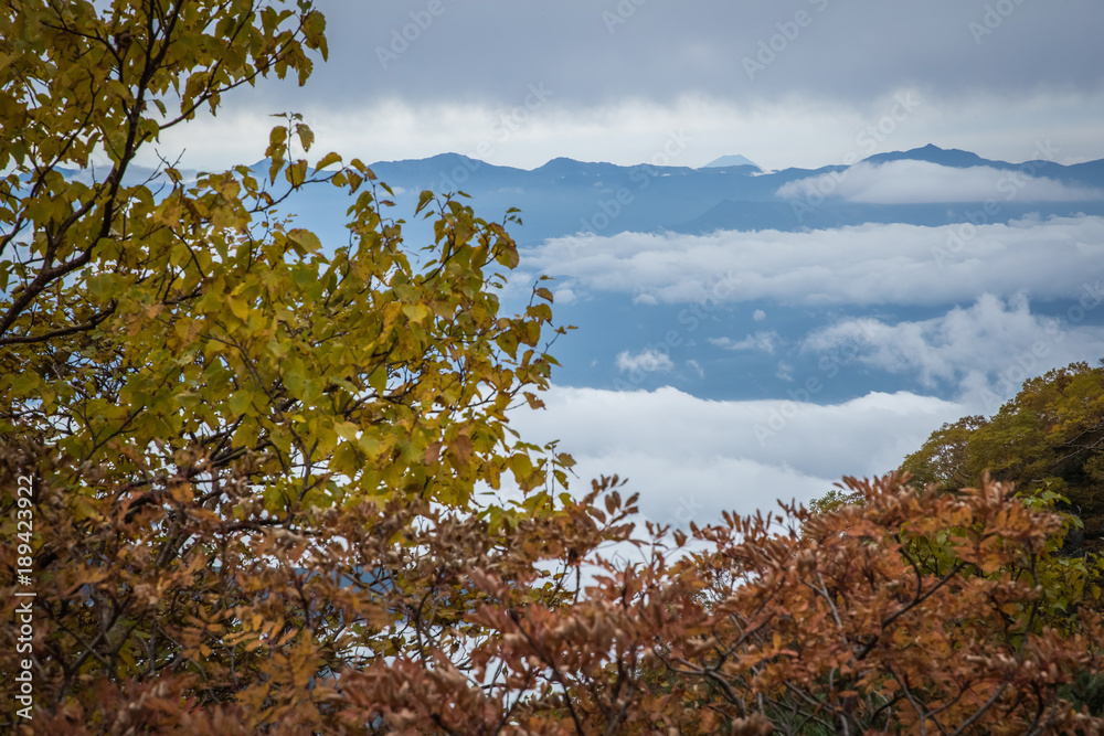 富士山顶与秋树