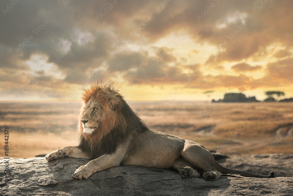  The big lion of Serengeti natural park stay on top view