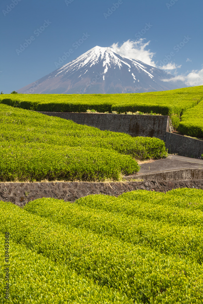 静冈县春天的茶园和富士山