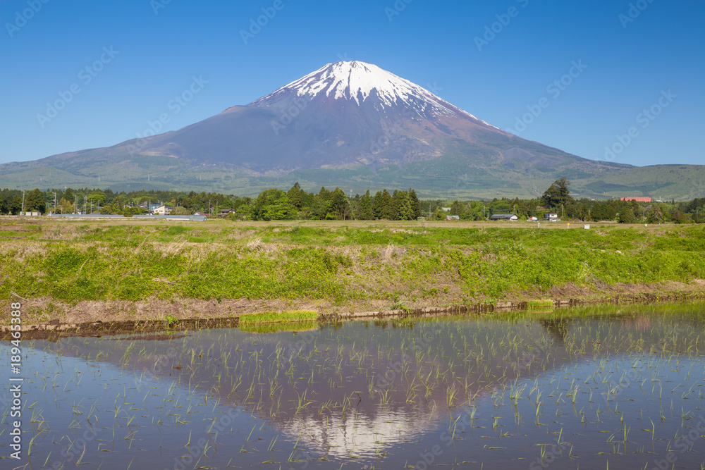 春天的富士山和稻田