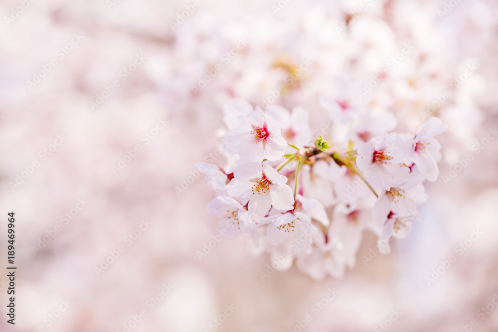 桜の花