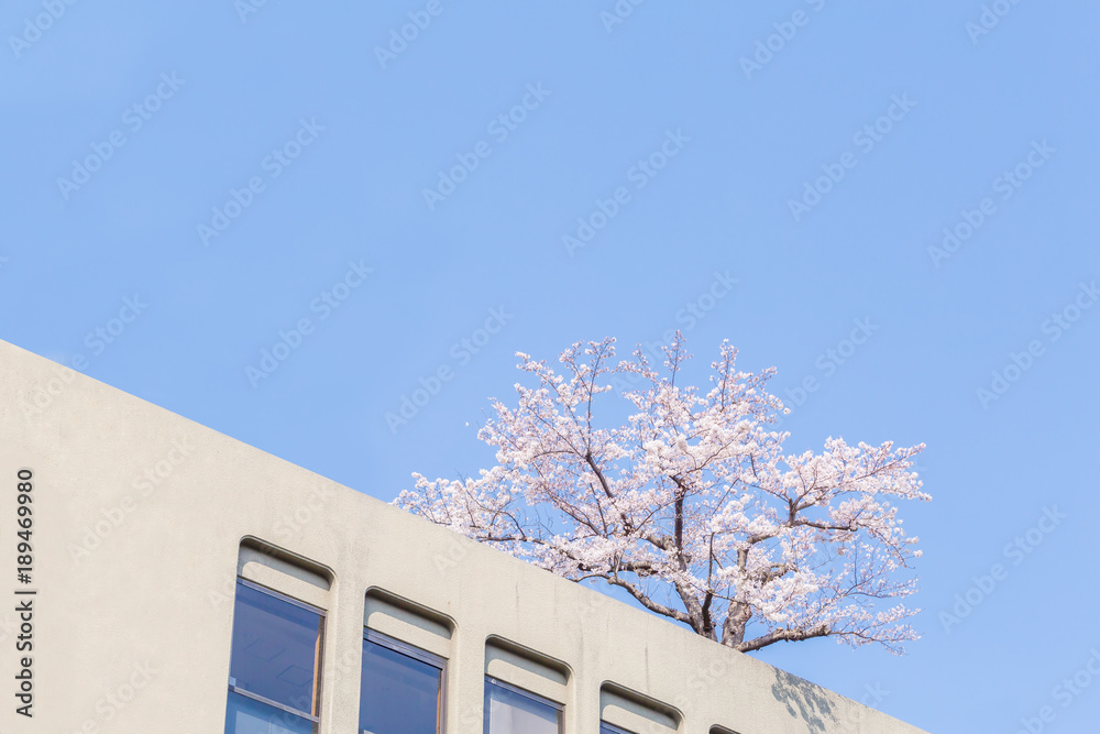 都会の桜