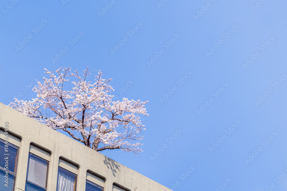 都会の桜