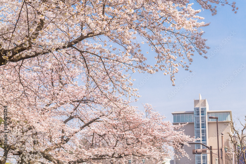 都会の桜