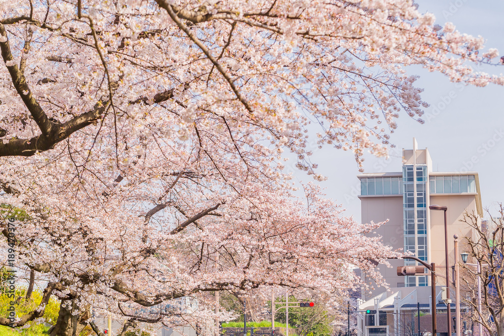 都会の桜