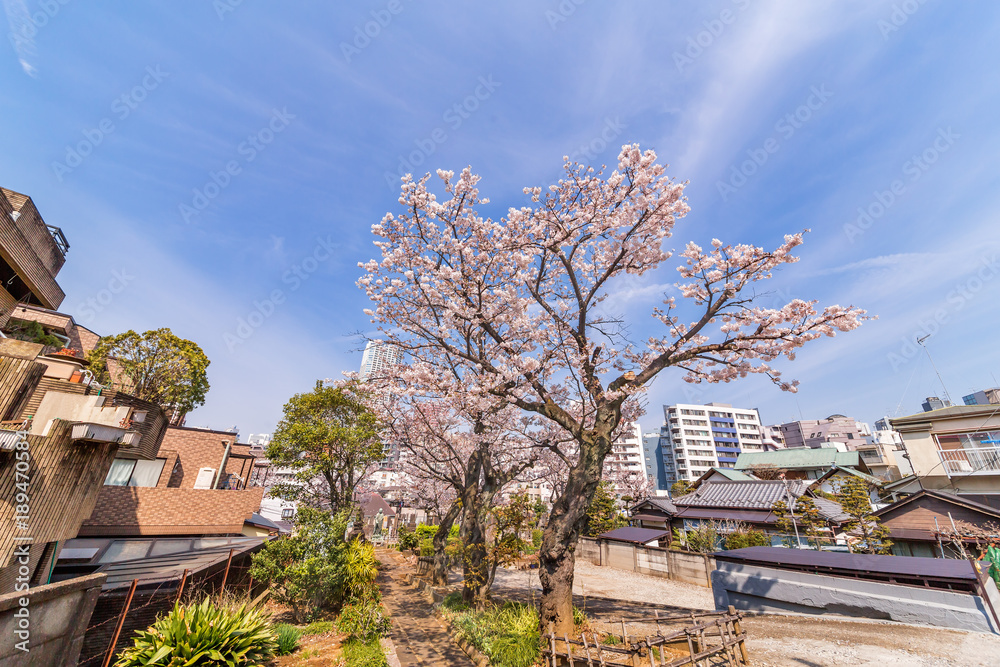 都会の桜