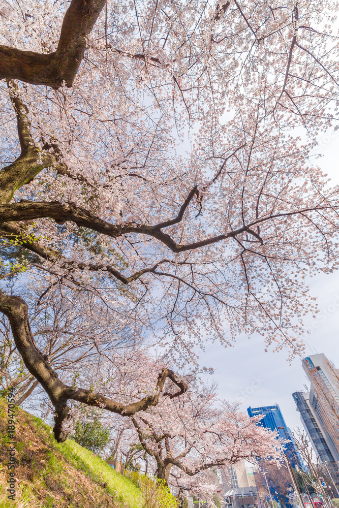 都会の桜