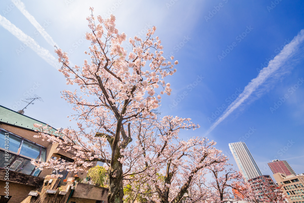 都会の桜