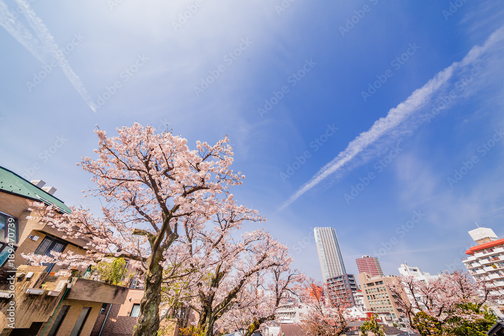 都会の桜