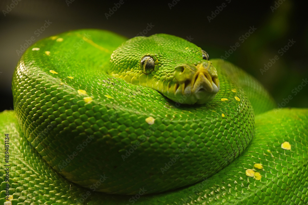 绿树蟒（Morelia viridis）特写