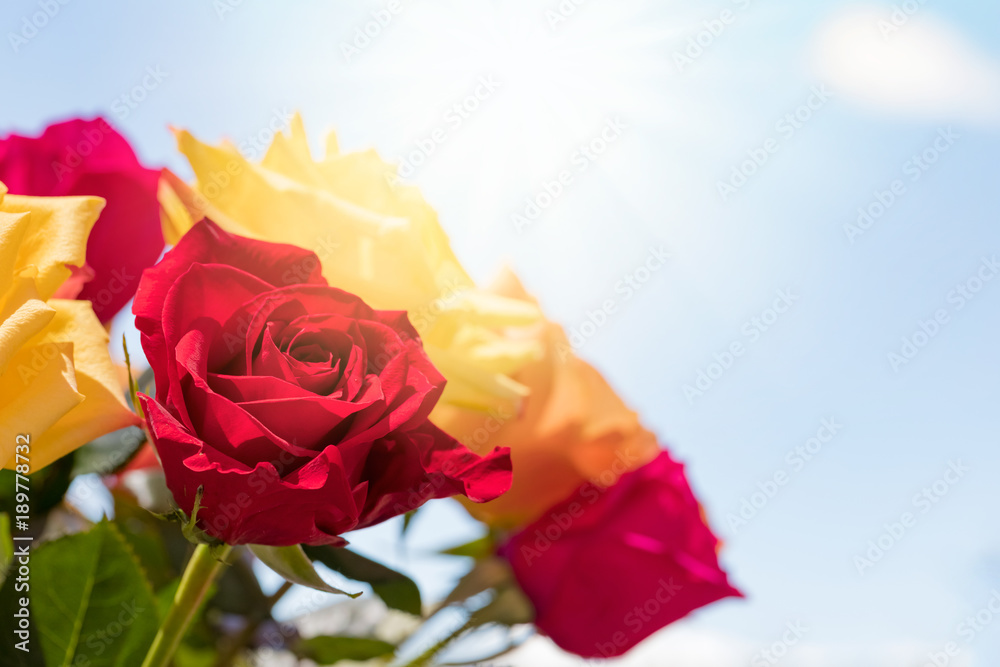 Bouquet of roses over sunny sky