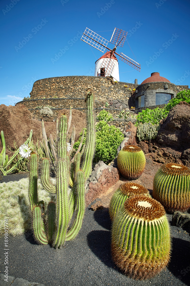 Cactus garden Jardin de Cactus in Lanzarote Island