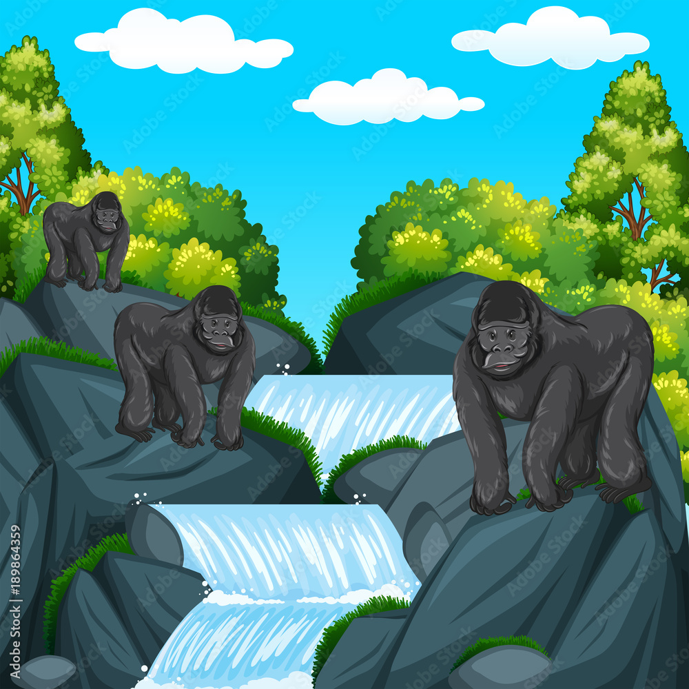 Three gorillas at the waterfall