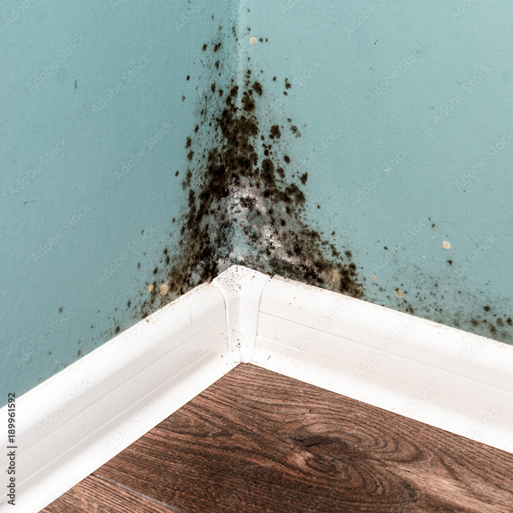 Black mould on wall closeup. House cleaning concept