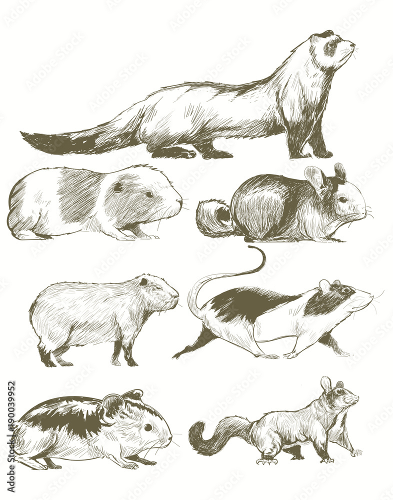 Illustration drawing style of animals collection