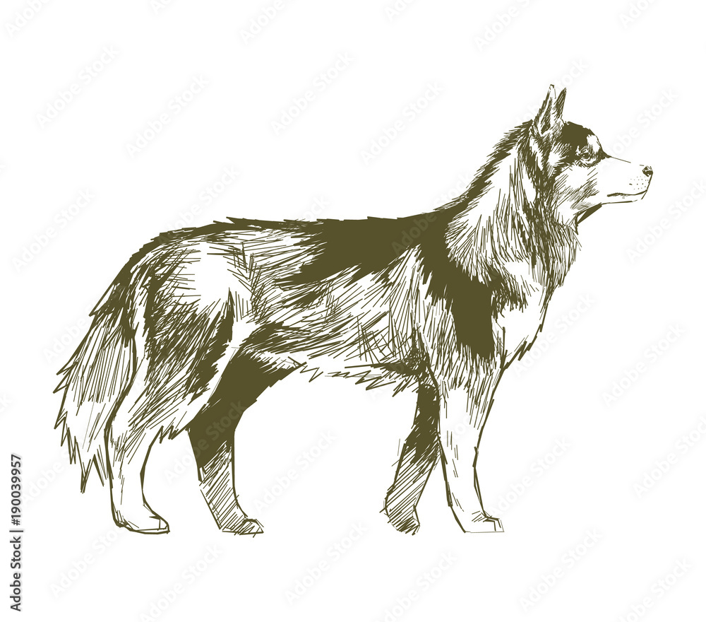 Illustration drawing style of dog