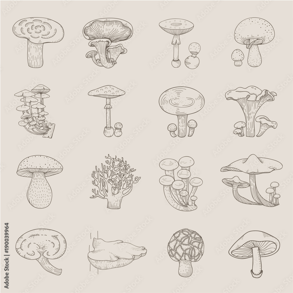 Vector of different kinds of mushrooms