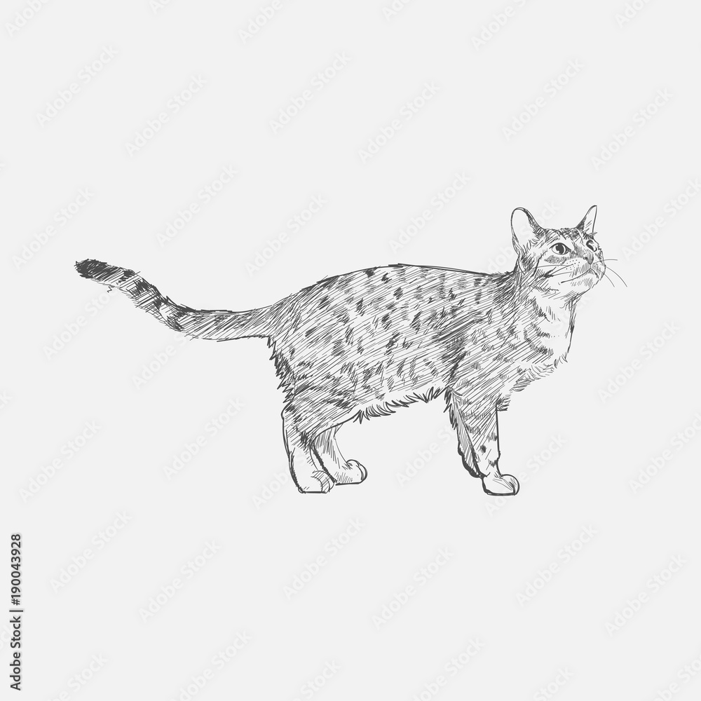 Illustration drawing style of cat