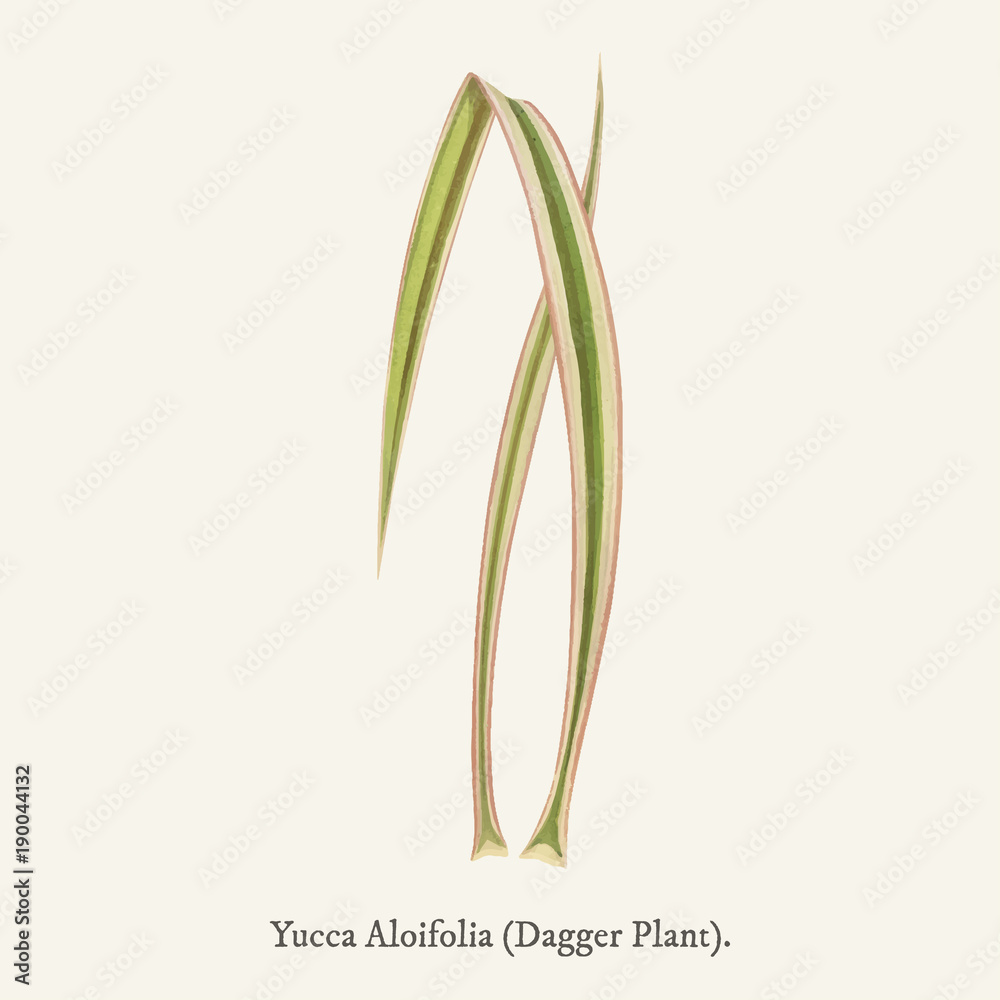 Dagger Plant (Yucca Aloifolia Variecata) found in <a href=https://www.rawpixel.com/search/Shirley%20