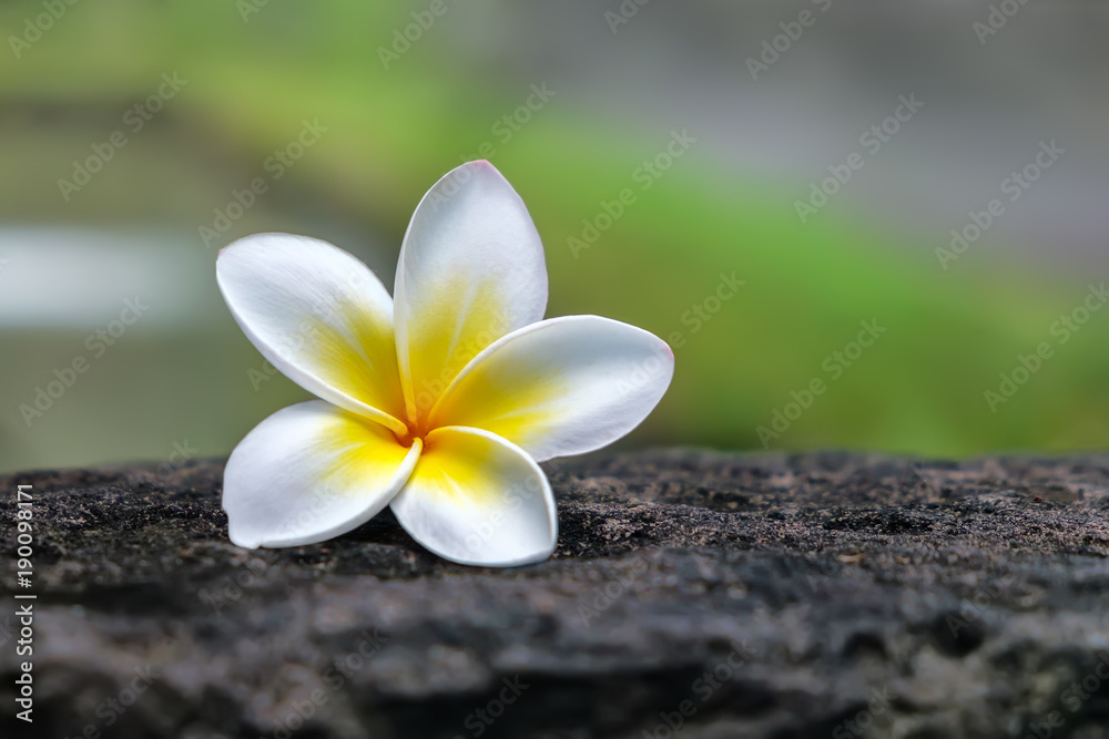 树干上的鸡蛋花/鸡蛋花的白色花朵特写。