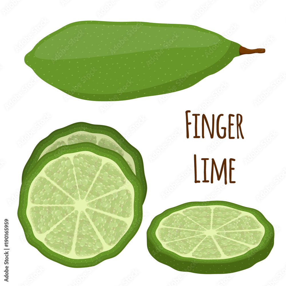 Vector illustration of Australian finger lime, tropical, exotic plant, spicy food. Cartoon flat styl