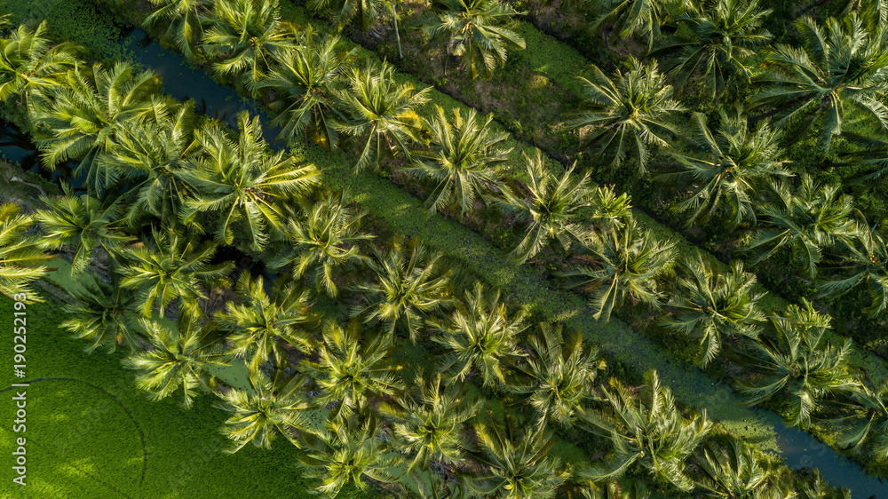 泰国椰子树种植园鸟瞰图