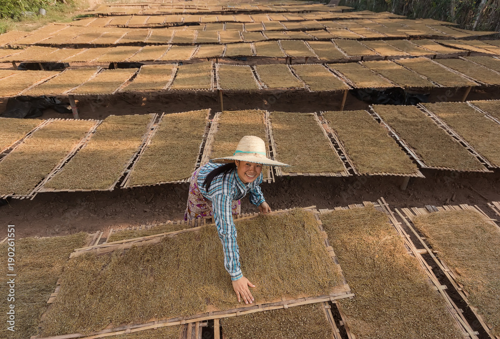 Asia Farmer working on a tobacco farm at countryside.