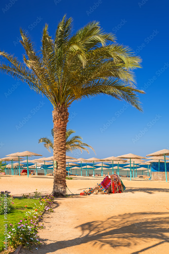 Camel resting in shadow on the beach of Hurghada, Egypt