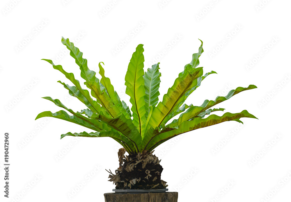 白色背景下分离的干燥木材上的鸟巢蕨（Asplenium nidus），文件中包含一个夹子