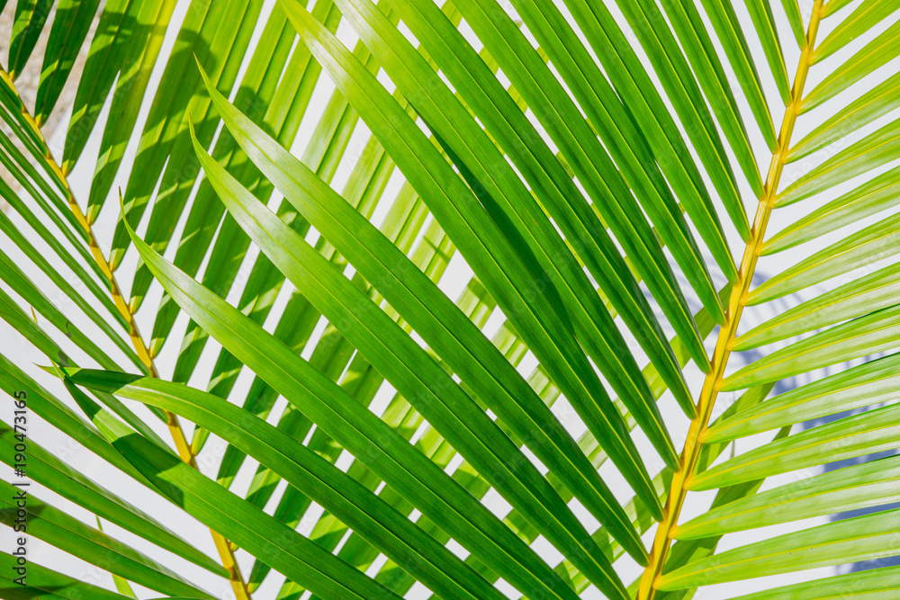 close up background of green palm leaf