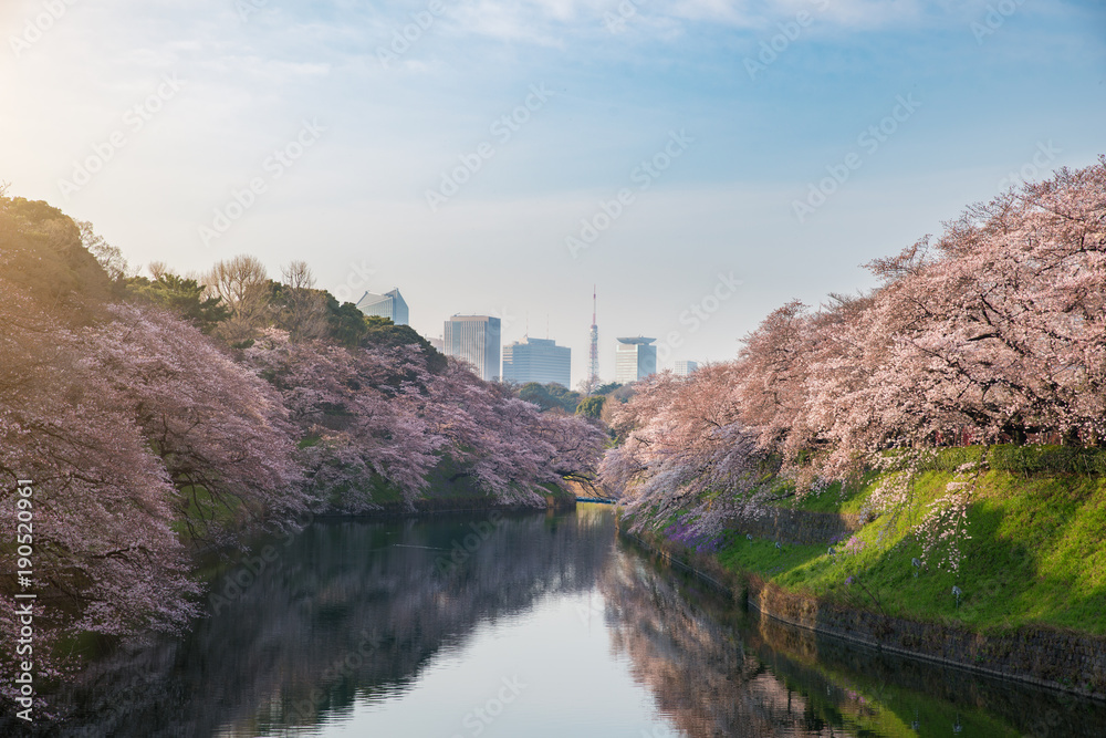 背景为日本东京樱花盛开的景象。照片拍摄于日本东京千户院