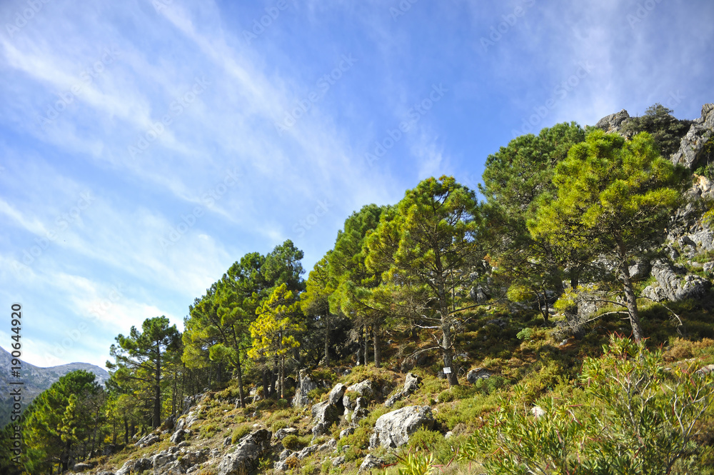 Bosque de pinos en el Parque Natural Sierra de Grazalema, provincia de Cádiz, España 