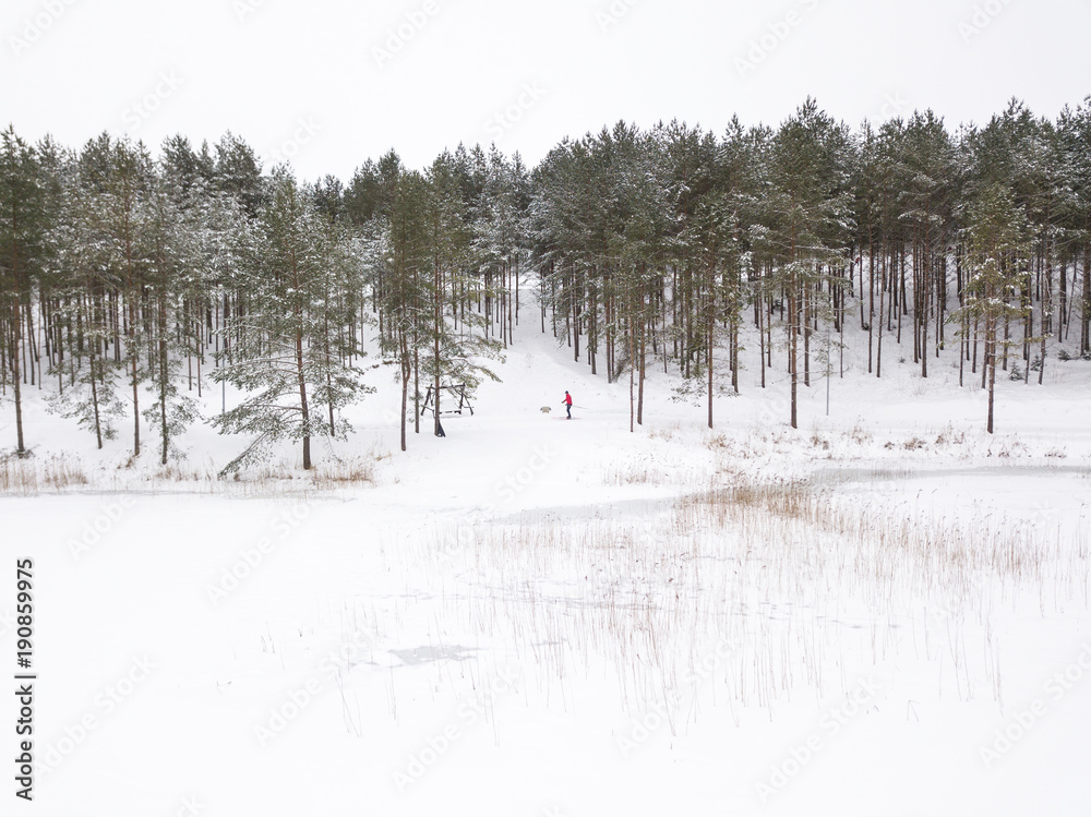 爱沙尼亚塔尔图，在白雪皑皑的森林里滑雪。