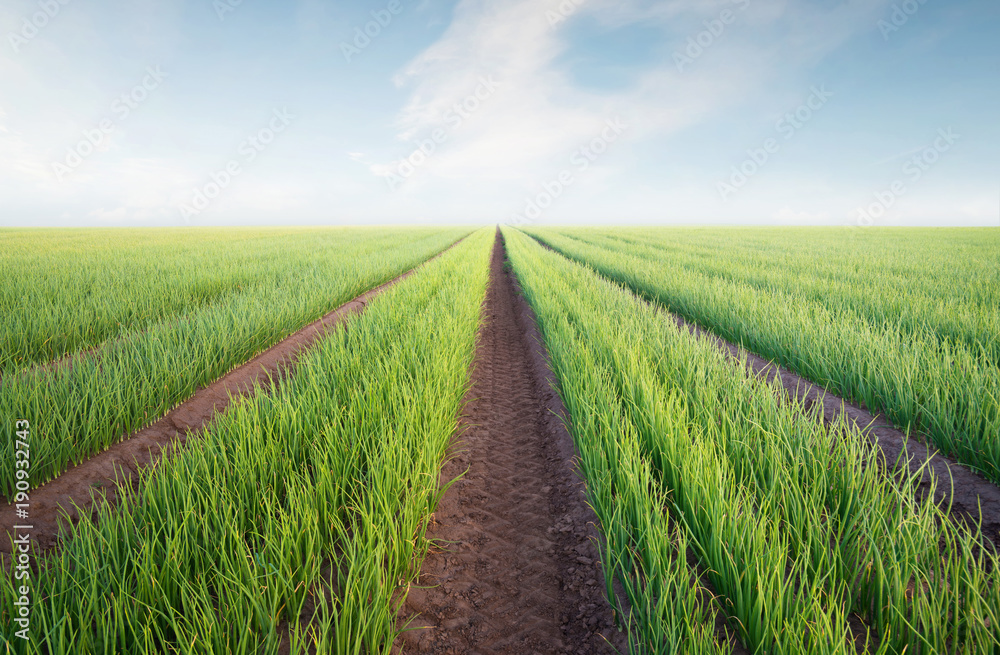 Rows on the field. Agricultural landscape in the summer time..