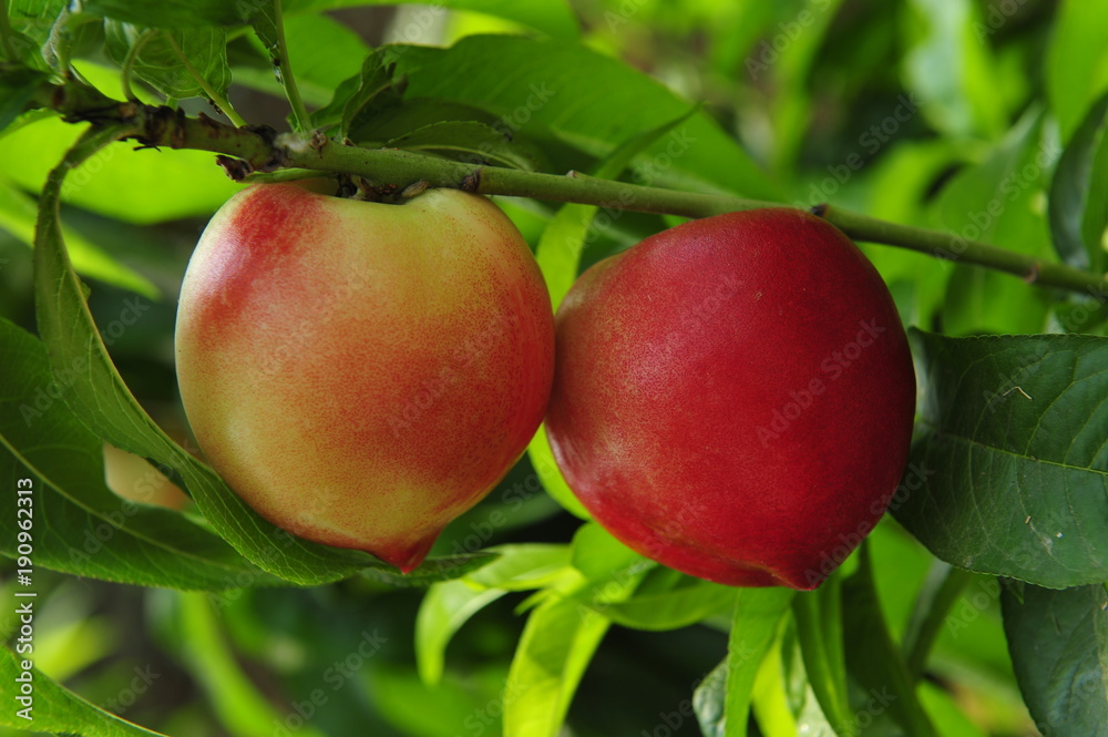 Ripe peaches hanging in a tree