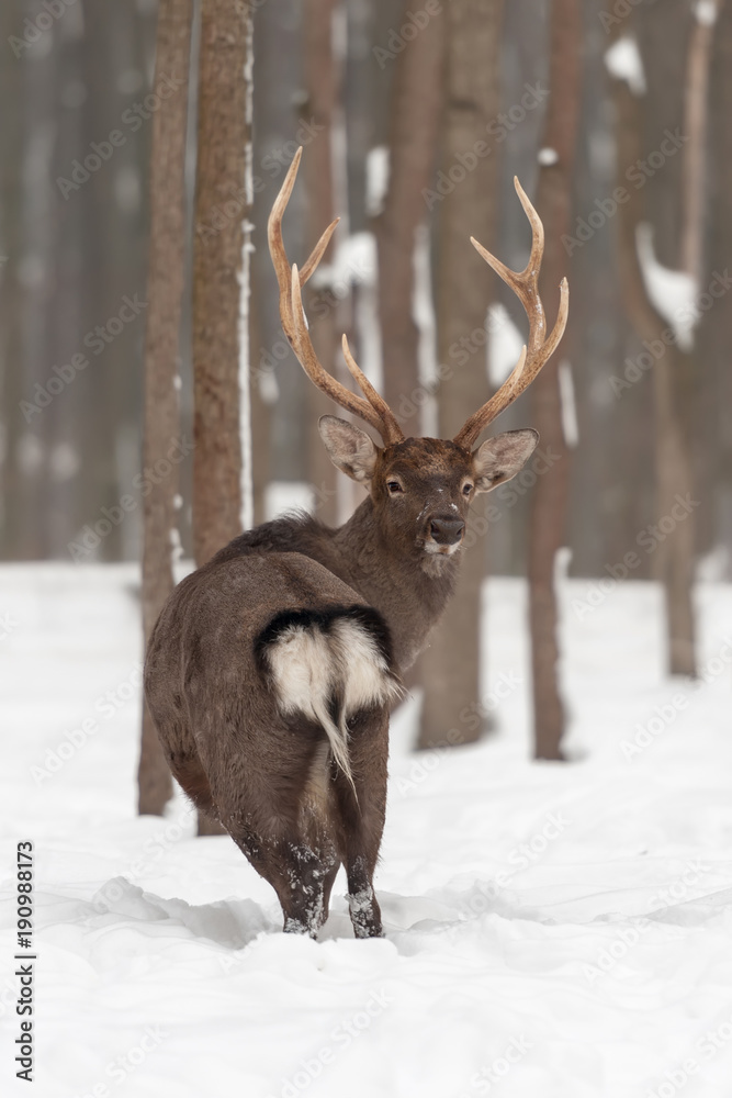 Red deer in winter forest