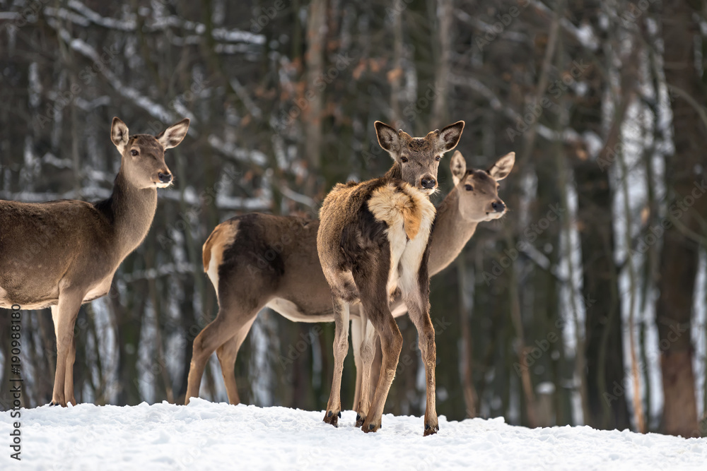 Deer in winter forest