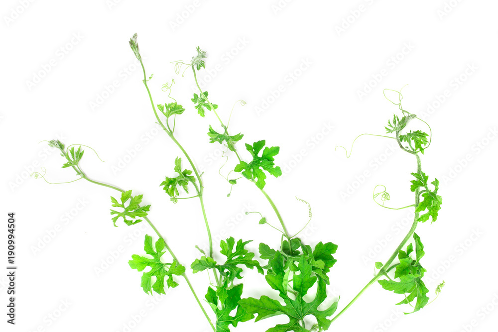 green creeping plant on white background